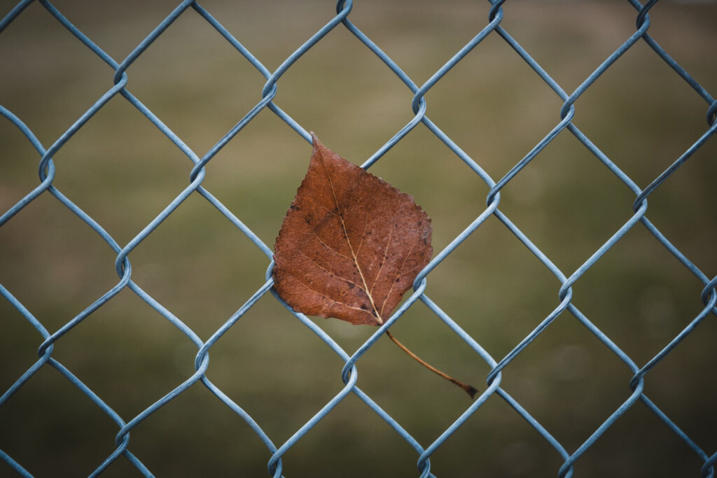 Imagem cerca de arame com uma folha seca